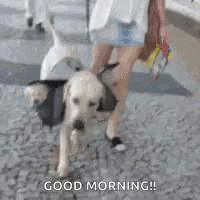 a woman is walking two dogs on a leash .