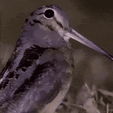 a close up of a bird with a long beak looking at the camera
