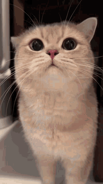a close up of a cat with a red nose looking up