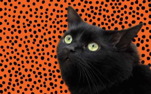 Happy Halloween Black Cat GIF - Happy Halloween Black Cat Cats GIFs