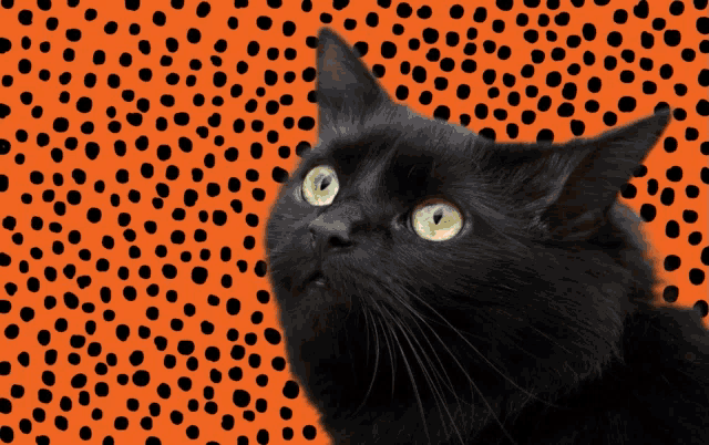 a black cat with green eyes looks up at the camera