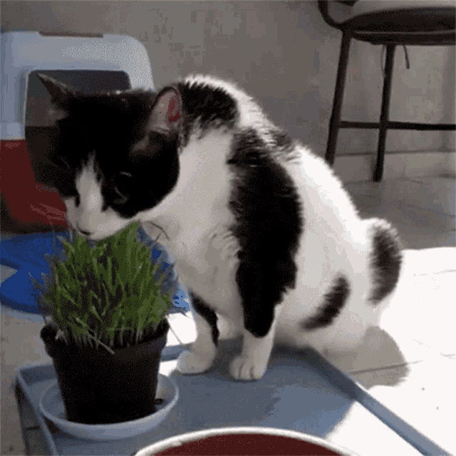 Gato Comendo Erva Pets Da Lets GIF