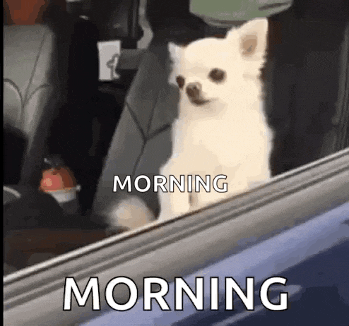 a small white dog is looking out of a car window and says morning morning .