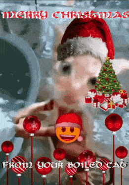 Cat Christmas GIF - Cat Christmas Boiled Cat GIFs