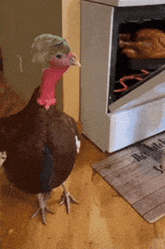 a turkey wearing a wig stands in front of a stove
