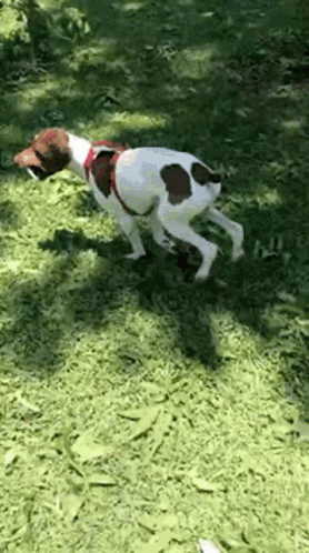 Dog Doggo GIF - Dog Doggo Running GIFs