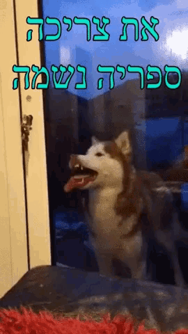 a husky dog is standing in front of a glass door with hebrew writing on the bottom