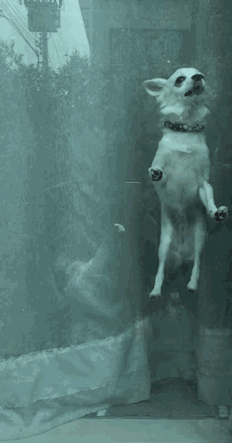 a small white dog standing on its hind legs behind a glass door