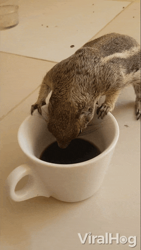 a squirrel is drinking out of a white cup with viralhog written on the bottom right