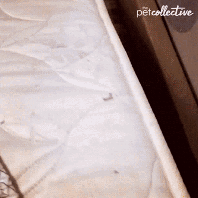 a white mattress with the petcollective written on the bottom right