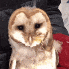 a barn owl is sitting on a person 's lap and eating something .