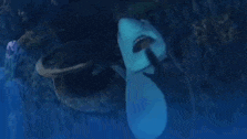 a large shark is swimming in the ocean near a coral reef .