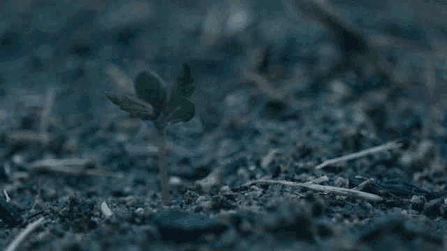 a small green plant is growing out of the ground