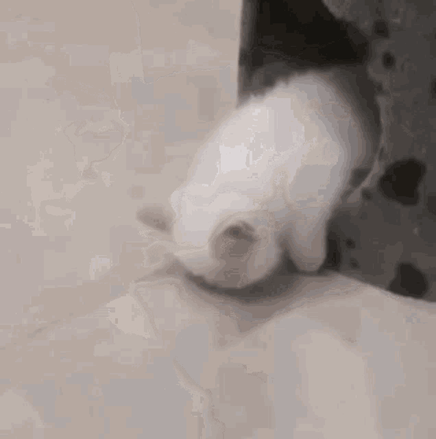 Sunakook Cat GIF - Sunakook Cat Crying GIFs