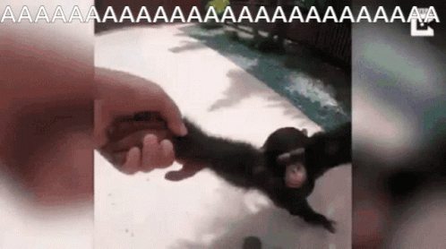 Monkey Spinning GIF - Monkey Spinning Aaaaaa GIFs