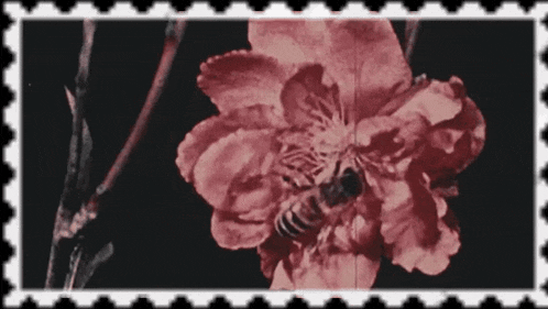 a bee is sitting on a pink flower in a postage stamp