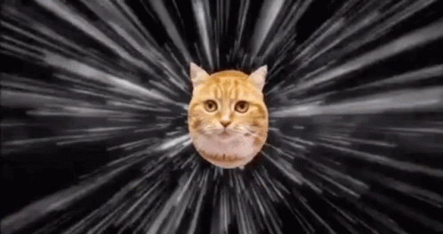 Acelera, Gato, Corre, Gatinho GIF - Cat Gofast Hurry GIFs