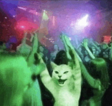 Party Cat GIF - Party Cat GIFs