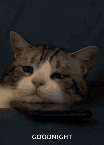 a cat laying on top of a cell phone with the words goodnight below it .