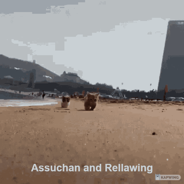 Assuchan And Rellawing Kittens Beach Friendship Togetherness Friendship GIF - Assuchan And Rellawing Kittens Beach Friendship Togetherness Assuchan Rellawing GIFs