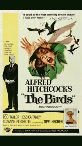 Movies The Birds GIF - Movies The Birds Poster GIFs