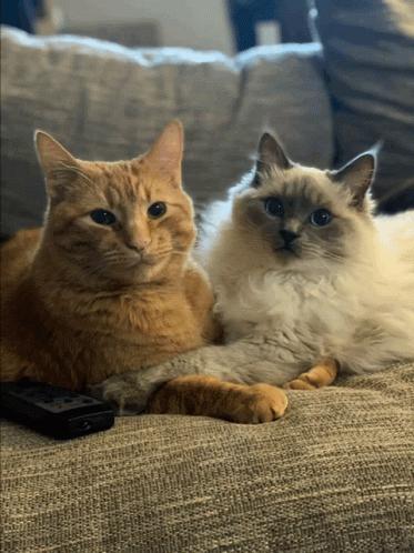 Friday Cats GIF - Friday Cats Cute GIFs