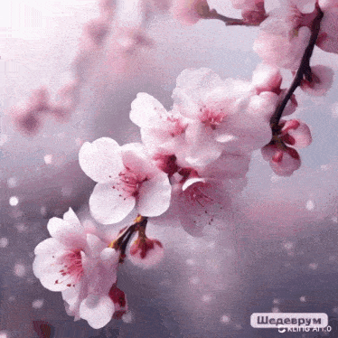 a bunch of pink flowers on a tree branch with a watermark that says ' shedeprum ' on it