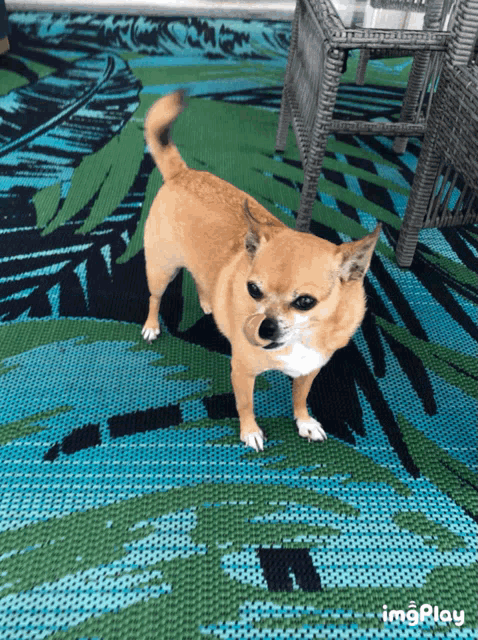 a small dog standing on a rug with the word imgplay below it
