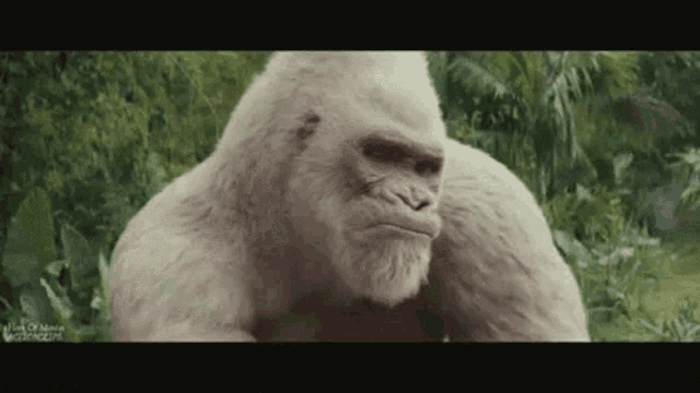 a white gorilla with a beard is standing in the woods .