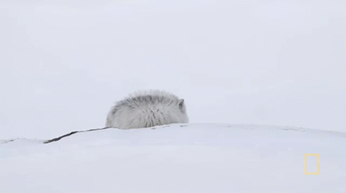 Looking National Geographic GIF - Looking National Geographic Photographer Captures Stunning Arctic Wildlife GIFs