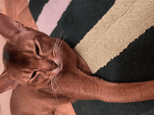 a cat laying on a green and pink striped rug with its eyes closed