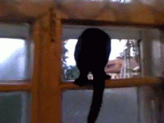 Cat Gets Caught Barking By A Human And Resumes Meowing GIF - Cats Barking Cute GIFs