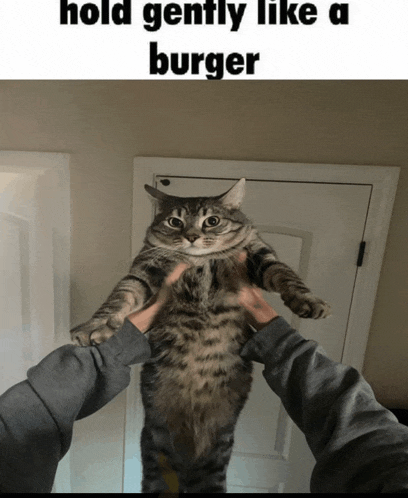 a person is holding a cat in their arms and the caption says hold gently like a burger