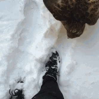 a person 's foot in the snow with a leopard in the background