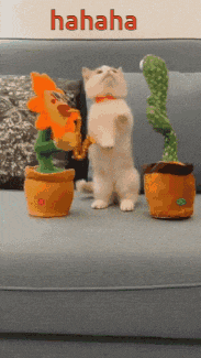 a cat is standing on its hind legs next to two stuffed cactus plants