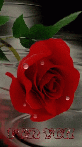 For You Rose GIF - For You Rose GIFs