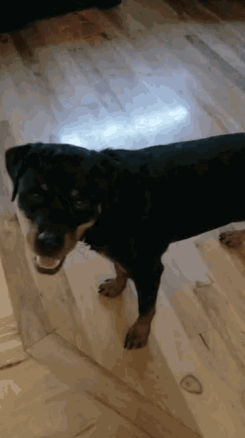 a black and brown dog standing on a wooden floor