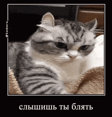 a gray and white cat is laying on a blanket with a caption in a foreign language .