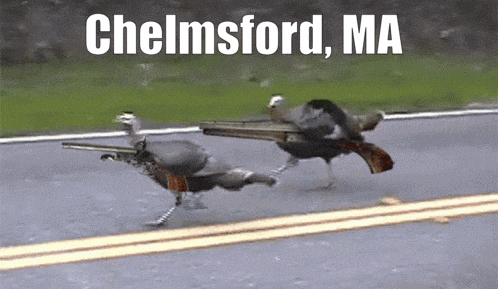 two turkeys with guns on their backs are running down a road in chelmsford ma