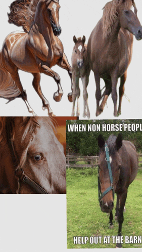 a collage of horses with a caption that says when non horse people help out at the barn
