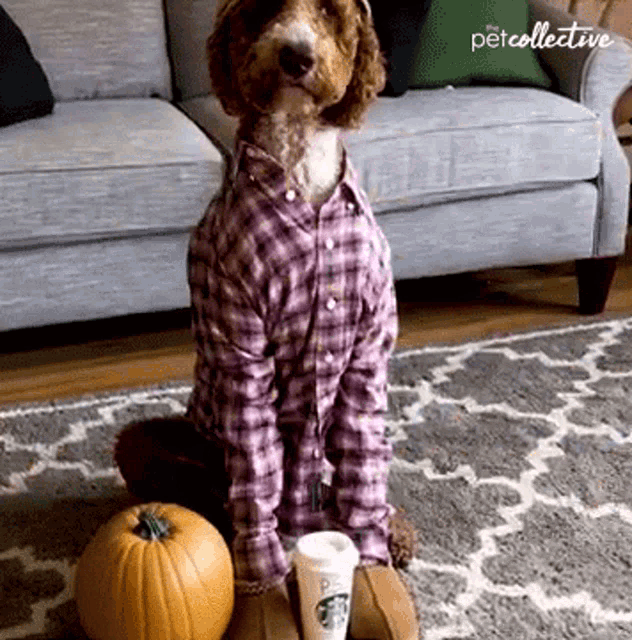 Head Turn The Pet Collective GIF - Head Turn The Pet Collective Pumpkin GIFs