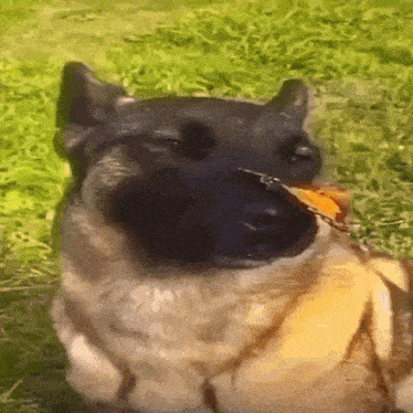 a dog with a butterfly in its mouth is laying in the grass