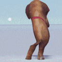 a brown dog with a pink collar is standing on its hind legs