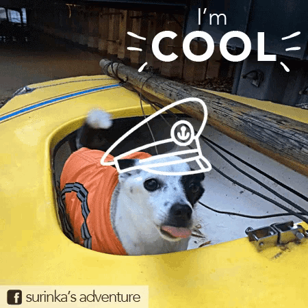 Funny Animals Surinka GIF