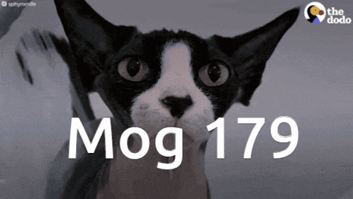 a black and white cat is looking at the camera with the words mog 179 behind it