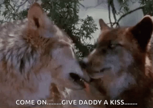 Wolves Wolf GIF - Wolves Wolf Wolf Kiss GIFs