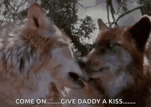 two wolves are kissing each other in the woods and one of them is saying `` come on ... give daddy a kiss ... '' .