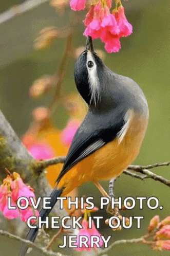 Love This Photo Check It Out GIF - Love This Photo Check It Out Birds GIFs