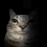 a cat is standing in the dark and looking at the camera .