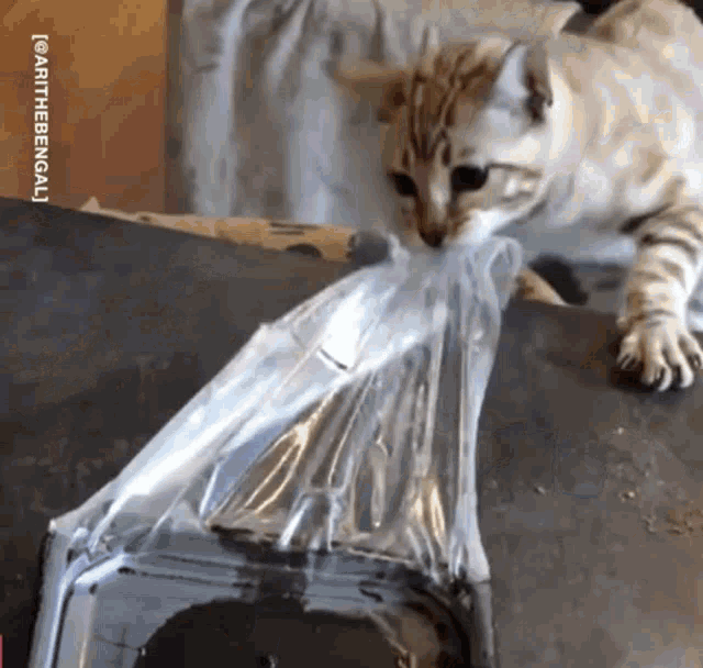 Cat Meat Meat GIF - Cat Meat Meat Cat GIFs